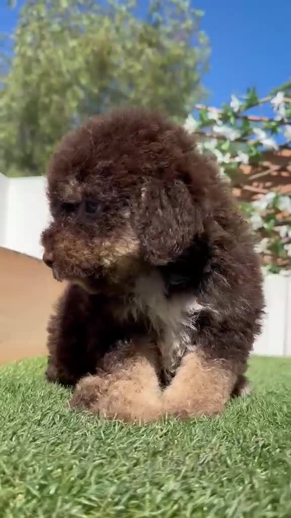 Perro de Agua Español perros en venta: PERRO DE AGUA ESPAÑOL - Video 2