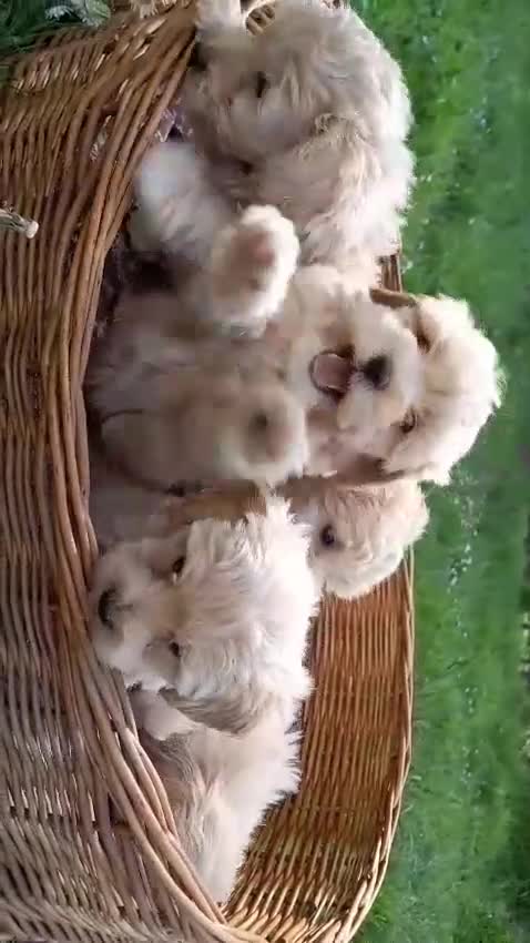 Maltipoo perros en venta: Machitos y hembra de maltipoo en Segovia  - Video 1