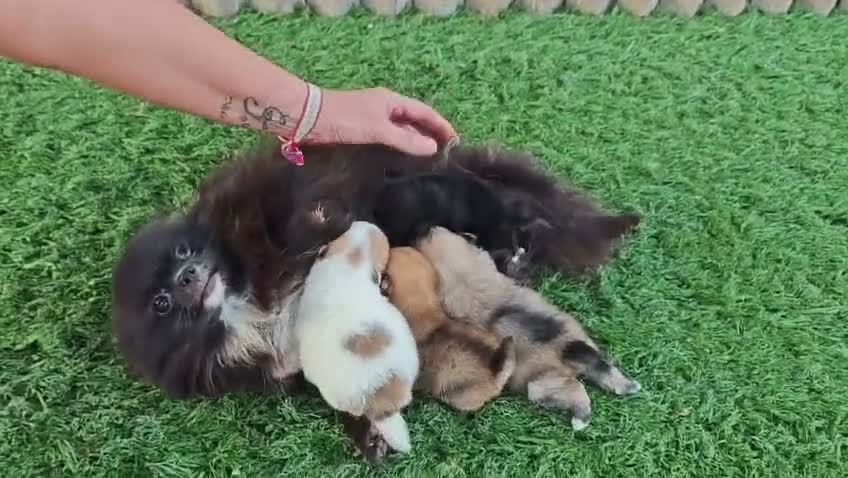 Pomerania perros en venta: Pomerania  - Video 1
