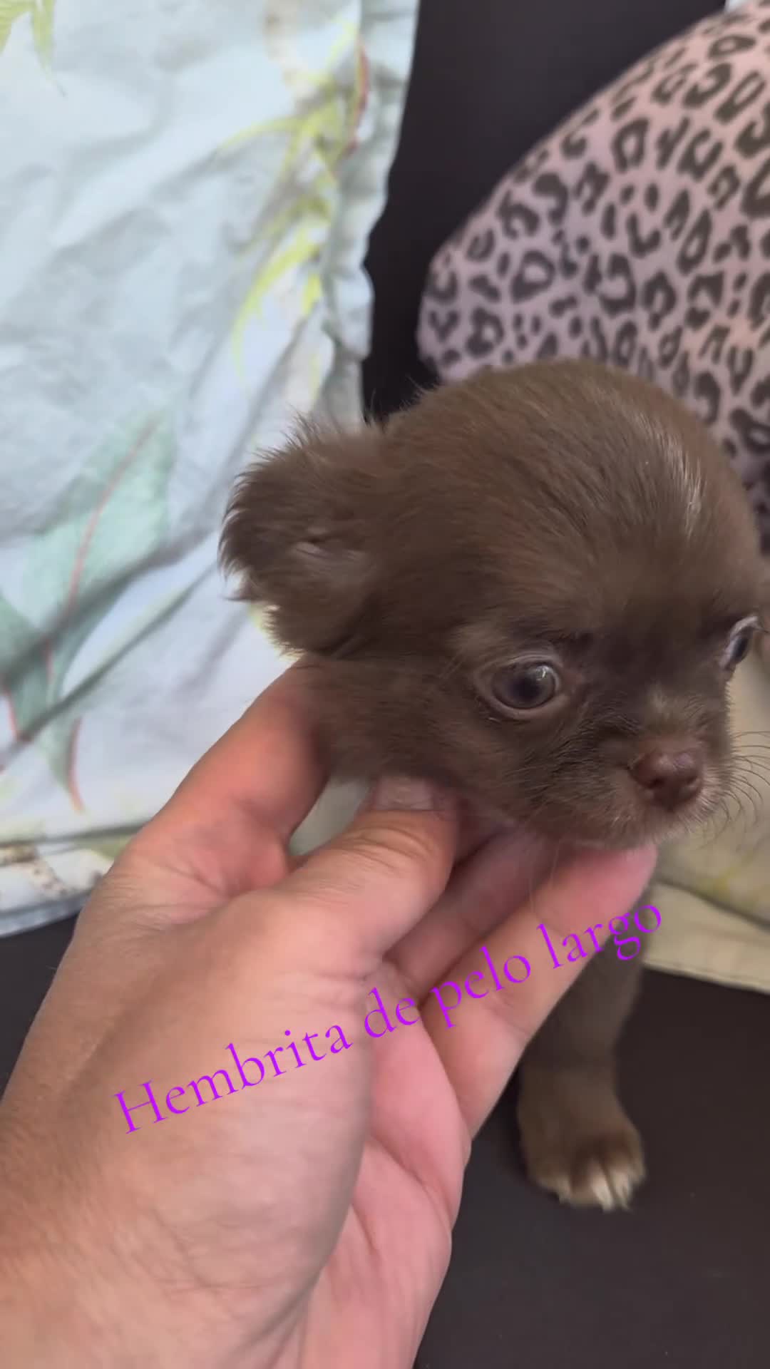 Chihuahua perros en venta: Hembra chihuahua  - Video 1