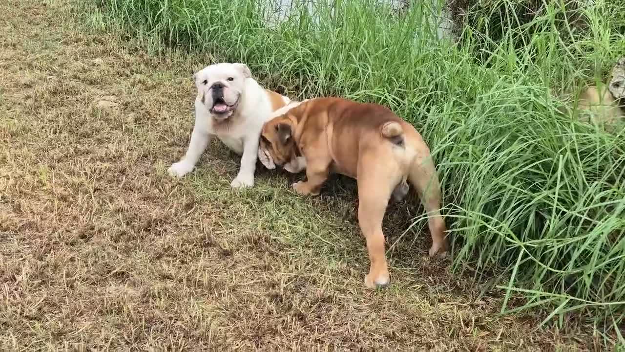 Bulldog Inglés perros en venta: Cachorro bulldog ingles  - Video 3