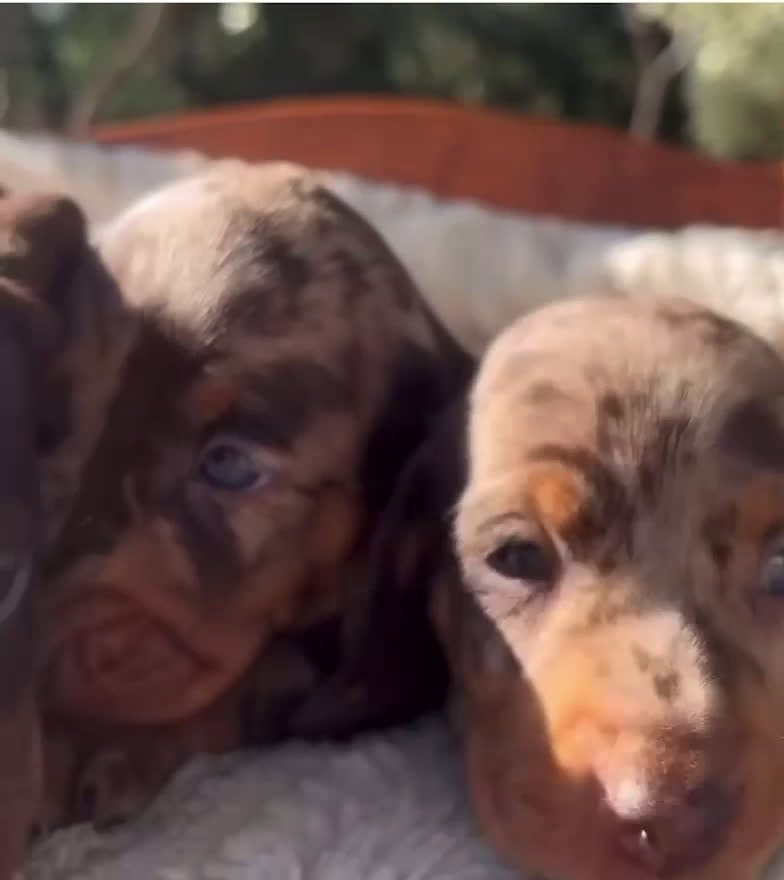 Teckel Miniatura perros en venta: Teckel mini en Illes Balears - Video 2