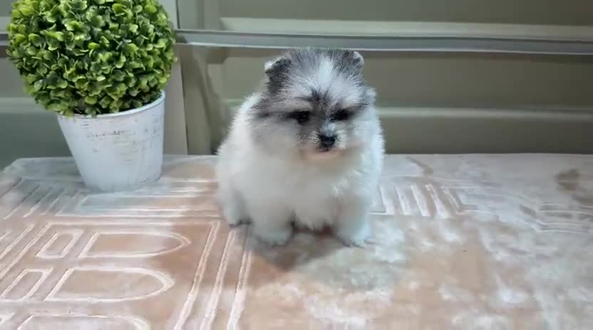 Pomerania perros en venta: POMERANIAS - Video 2