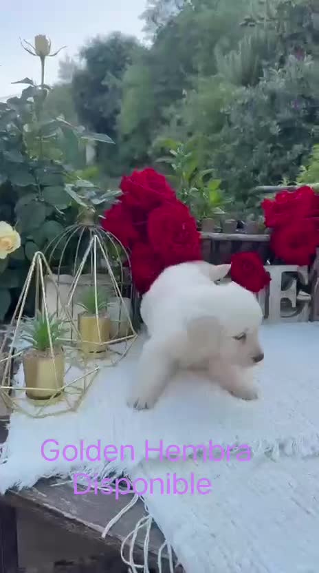 Golden Retriever perros en venta: Golden Retriever Hembras Disponibles  - Video 1