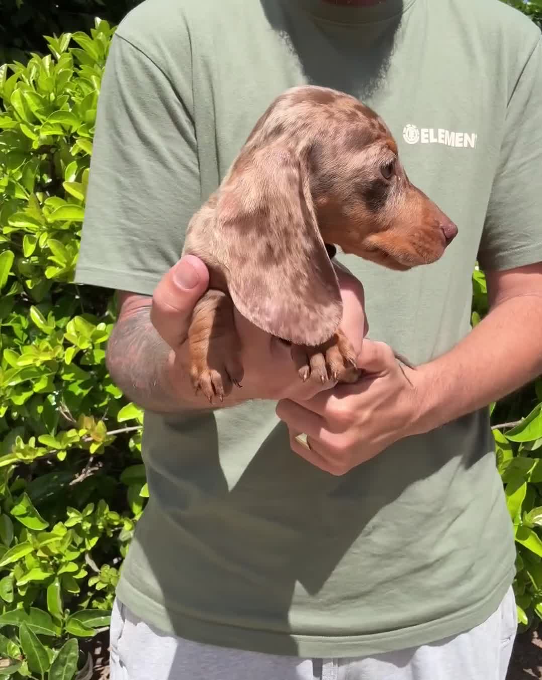 Teckel perros en venta: TECKEL KANINCHEN  - Video 1