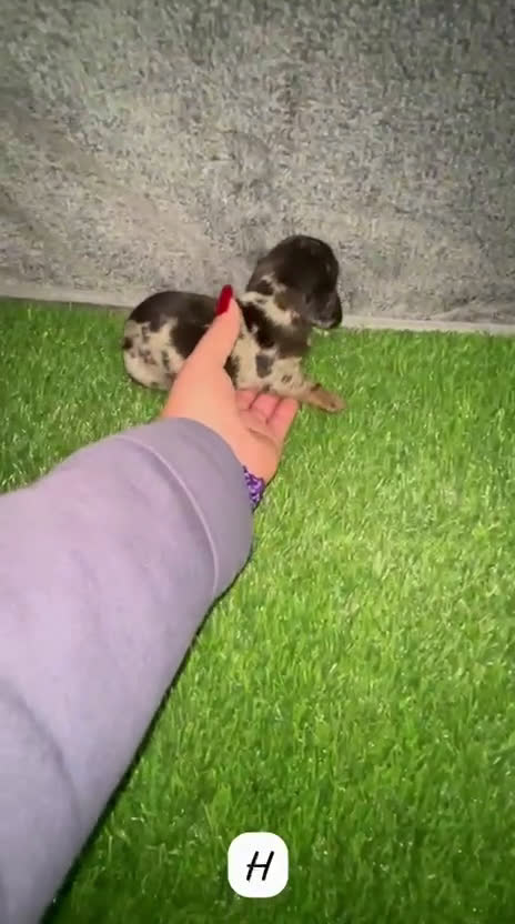 Teckel Miniatura perros en venta: TECKEL KANINCHEN ARLEQUÍN - Video 2