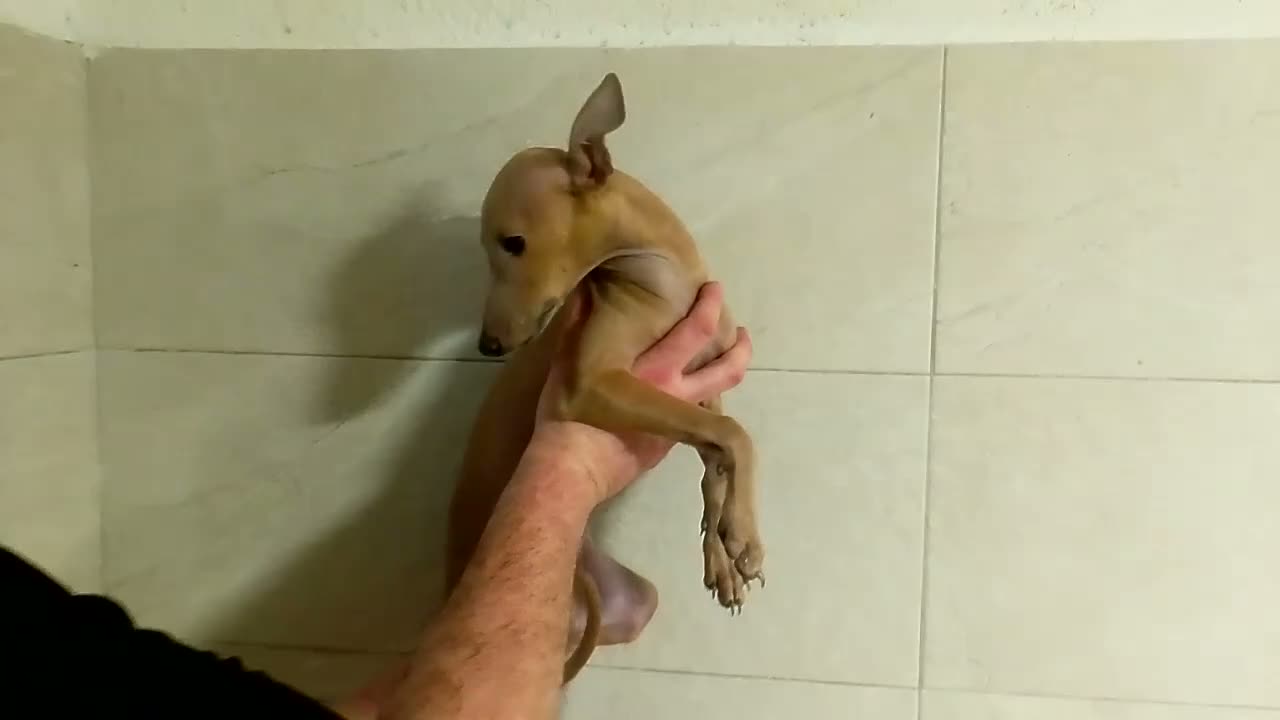 Pequeño Lebrel Italiano perros en venta: GALGO RETRIEVER ENANO ISABELINO - Video 1