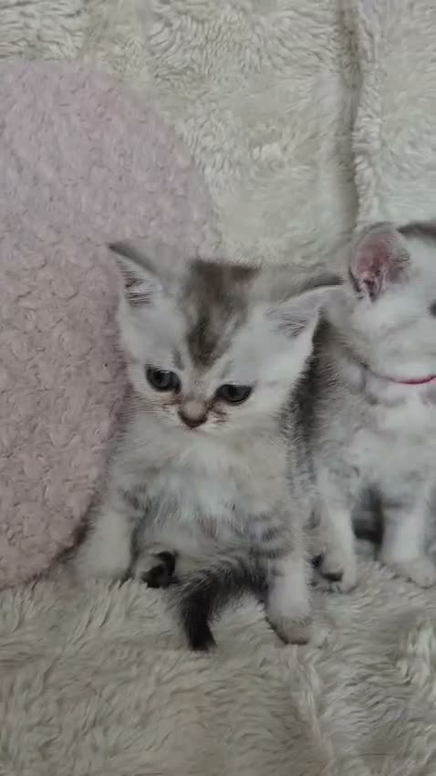 Británico de Pelo Corto gatos en venta: Brithis Shorthair silver tabby bebes preciosos  - Video 1