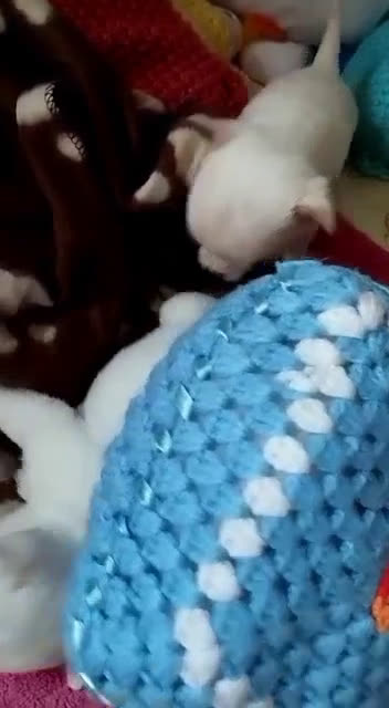 Chihuahua perros en venta: CHIHUAHUAS TOYS GRAN CALIDAD  en Murcia - Video 1