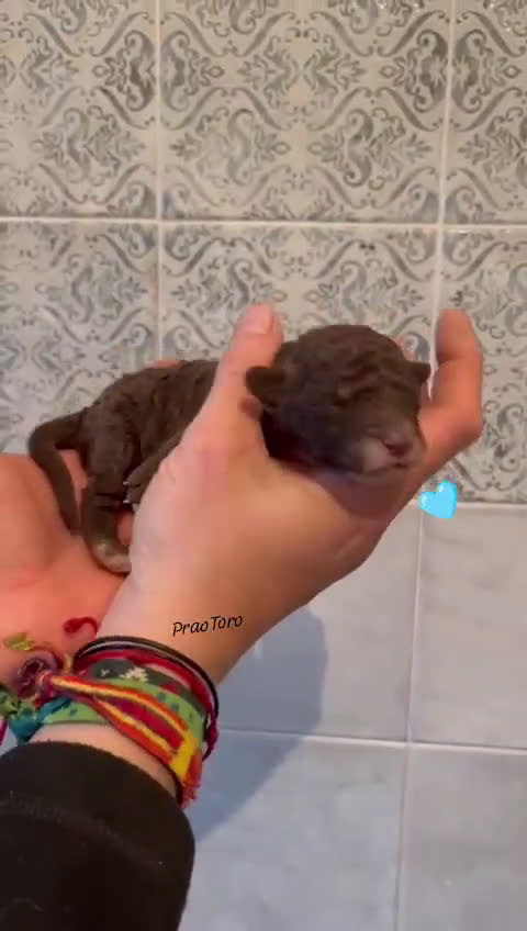 Perro de Agua Español perros en venta: Nueva camada de PDA PraoToro  - Video 5