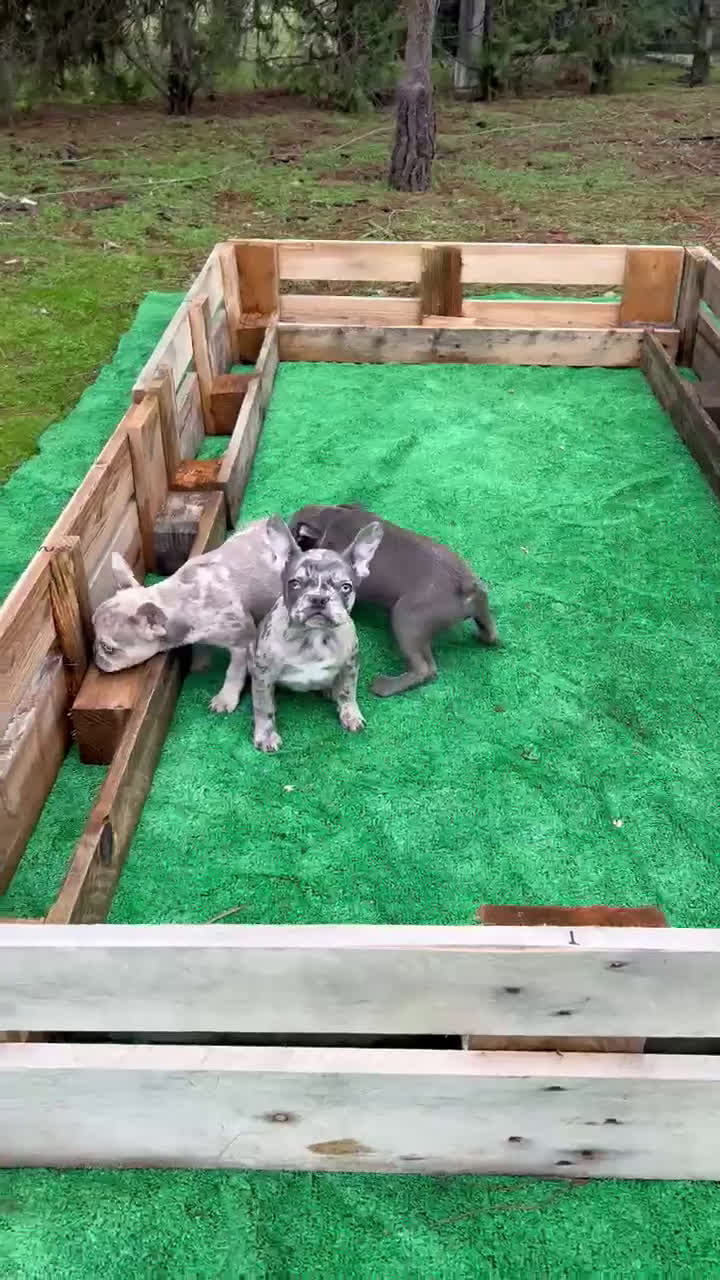 Bulldog Francés perros en venta: Bulldog francés  - Video 1