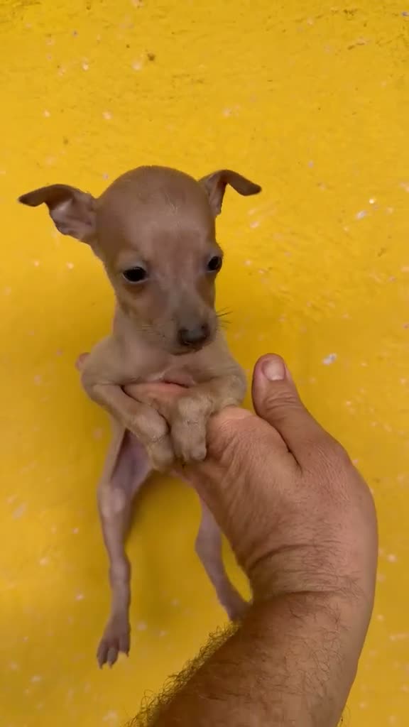 Pequeño Lebrel Italiano perros en venta: Cachorros Piccolo italiano  - Video 5