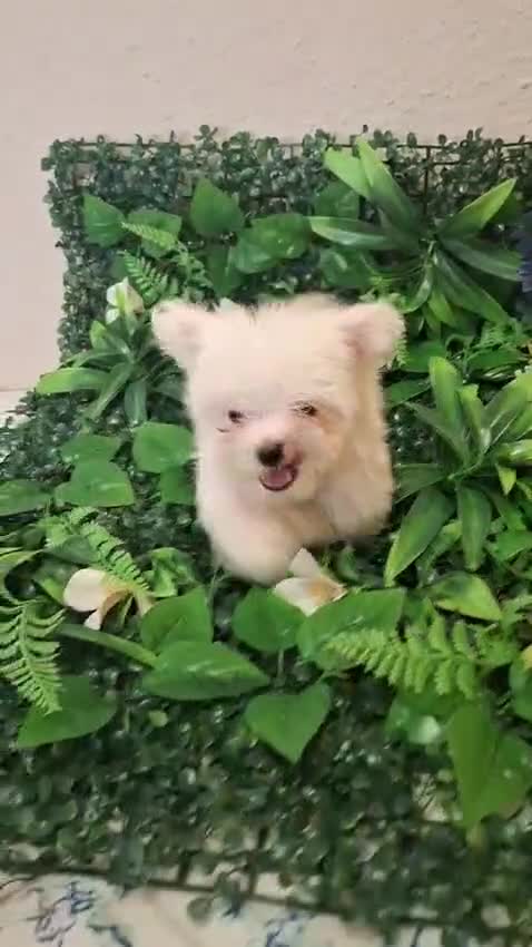 Bichón Maltés perros en venta: Cachorro bichon maltes  - Video 1