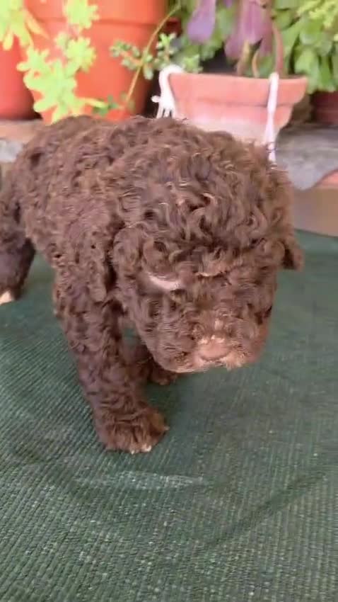 Perro de Agua Español perros en venta: ESPECTACULAR CAMADA DE PERRO DE AGUAS en Madrid - Video 4