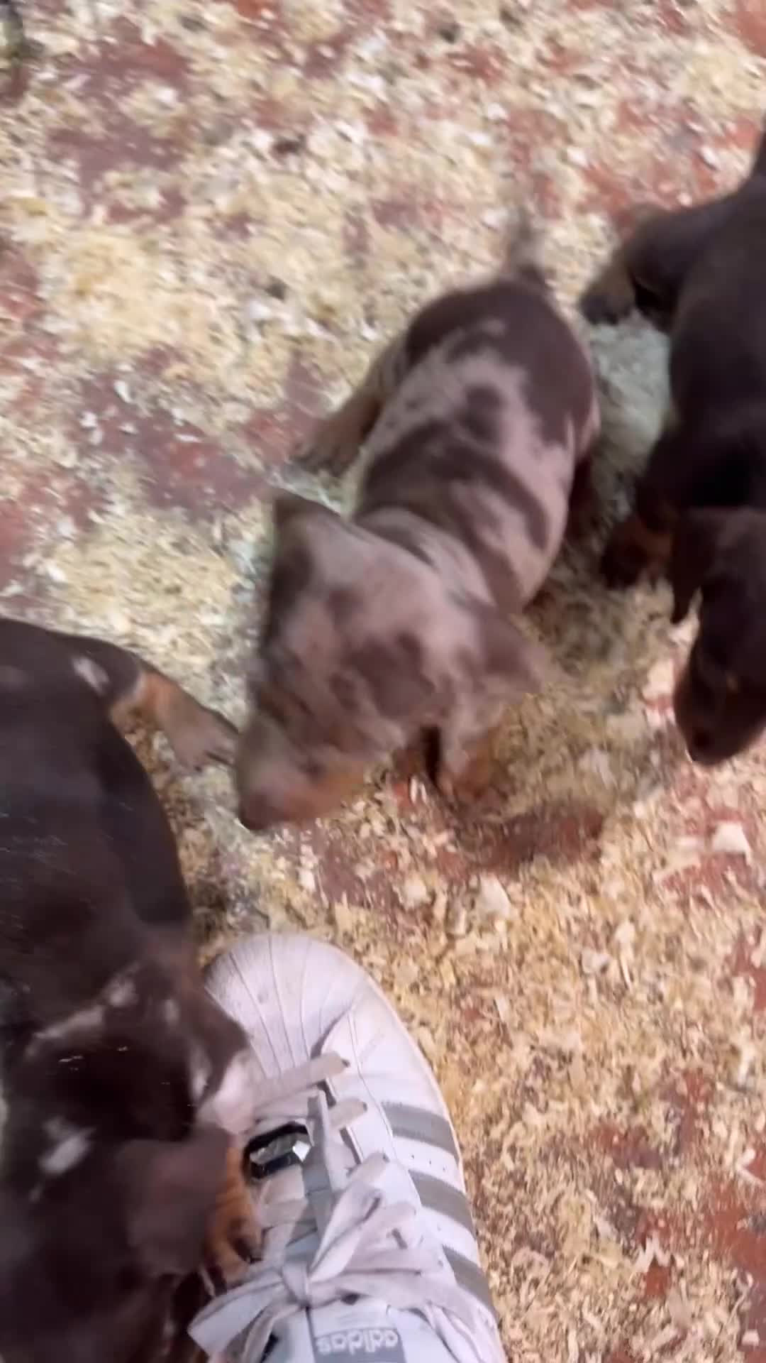 Teckel Miniatura perros en venta: TECKEL MINI - Video 1