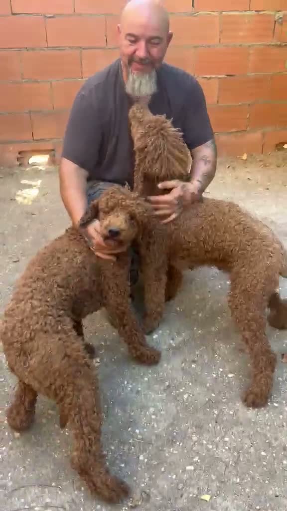 Caniche Gigante perros en venta: Caniche gigante  - Video 1