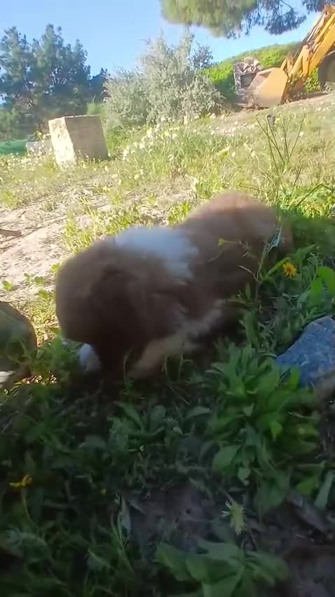 Pastor Australiano perros en venta: CACHORRO PASTOR AUSTRALIANO  - Video 2