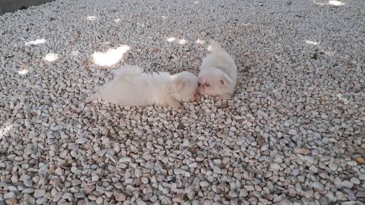 Bichón Maltés perros en venta: Cachorritos Bichon Maltes Mini  - Video 2