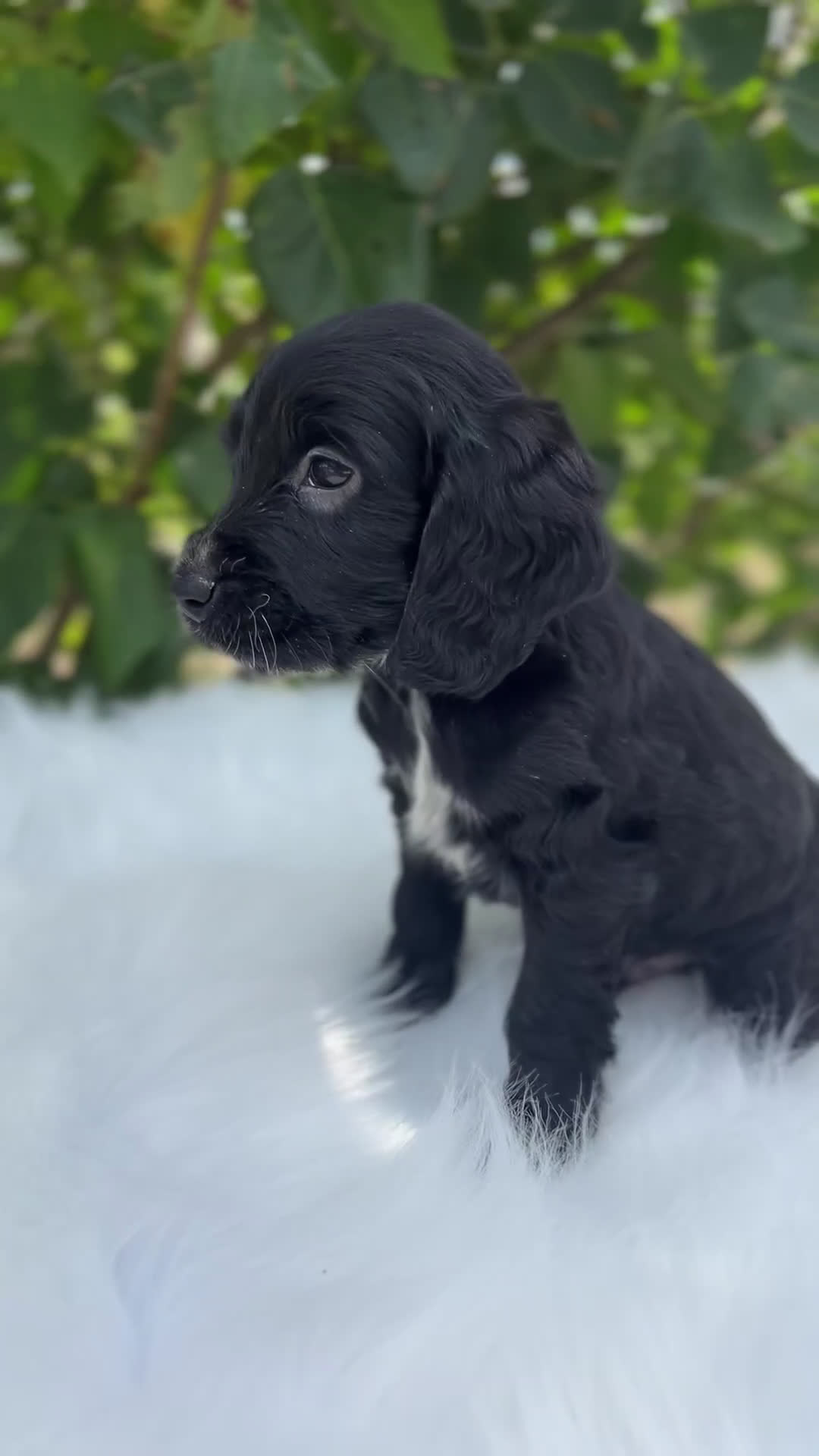 Cocker Spaniel Inglés perros en venta: Cocker inglés negro  - Video 1
