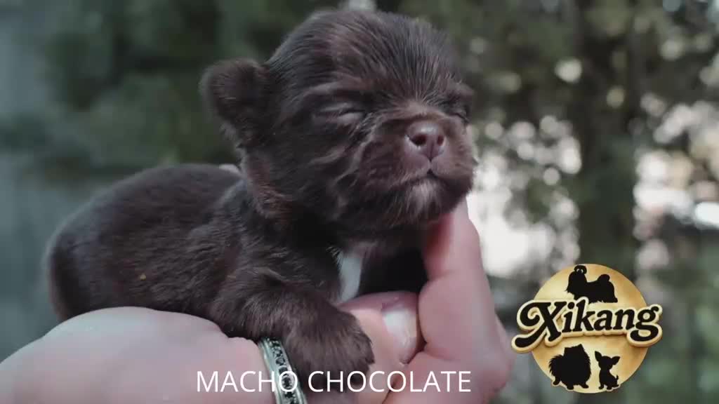 Chihuahua perros en venta: Machito chocolate de pelo largo - Video 1