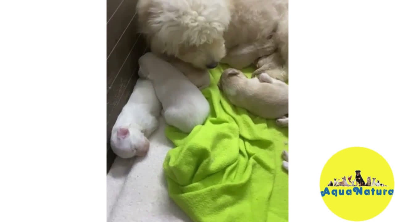 Bichón Habanero perros en venta: Camada Bichon Habanero de Locaty y Nis -AQUANATURA en Barcelona - Video 1