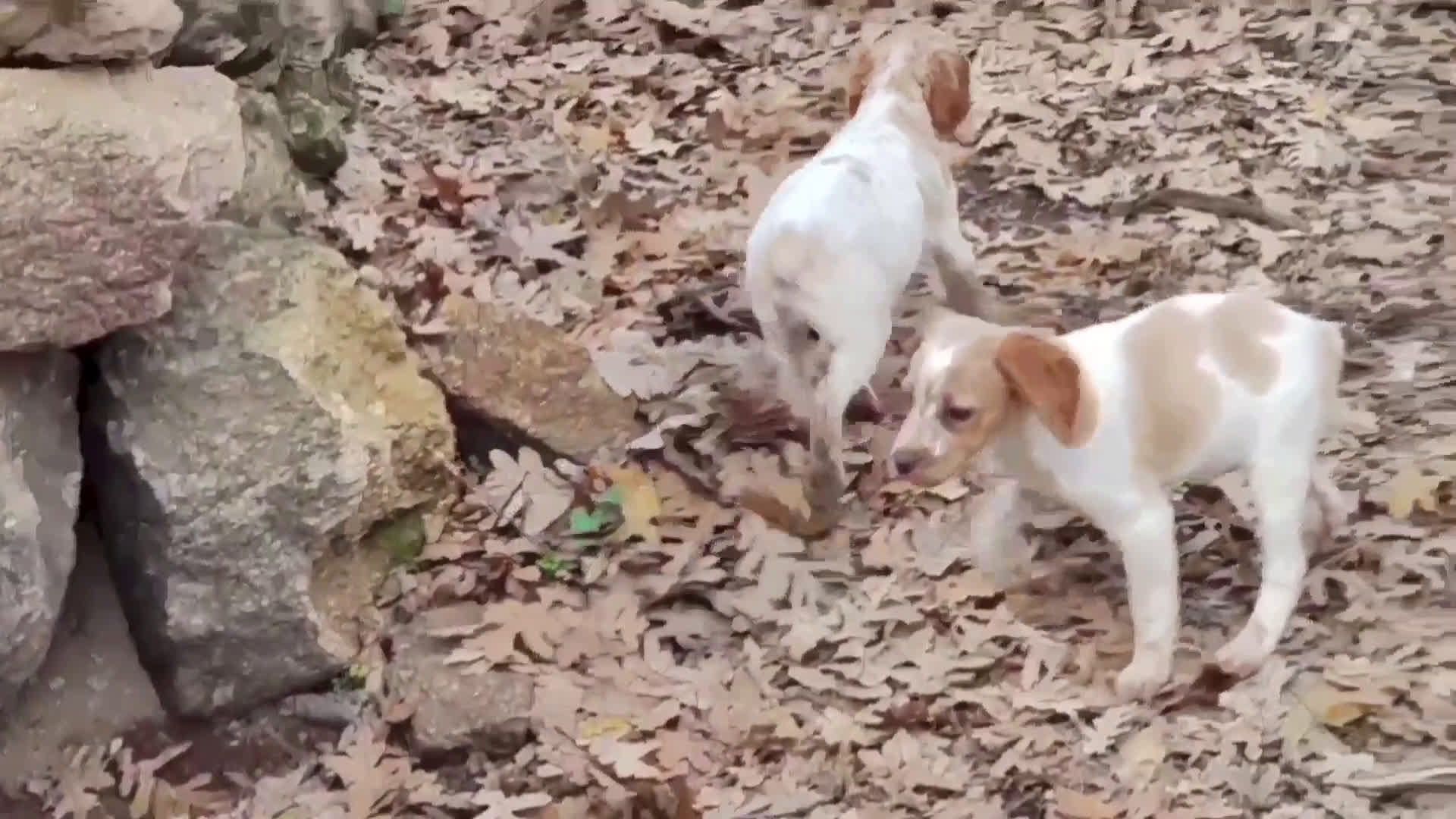 Épagneul Breton perros en venta: CACHORRAS EPAGNEUL BRETON  - Video 2