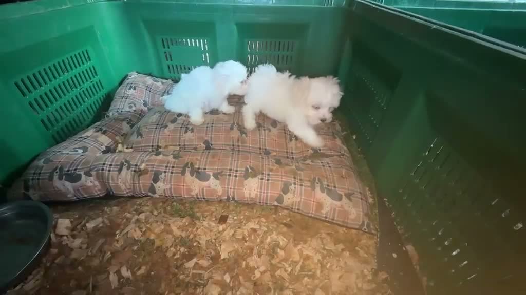 Bichón Maltés perros en venta: Bichon Toy coreano - Video 1
