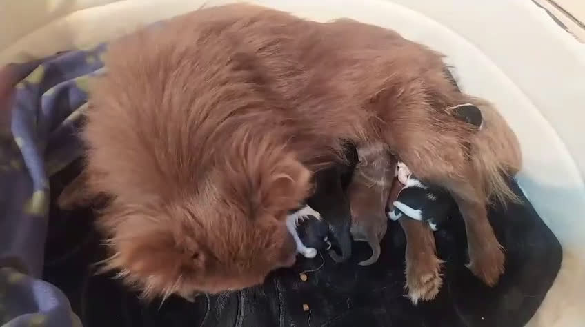 Pomchi perros en venta: Preciosa camada de pomerania  - Video 1