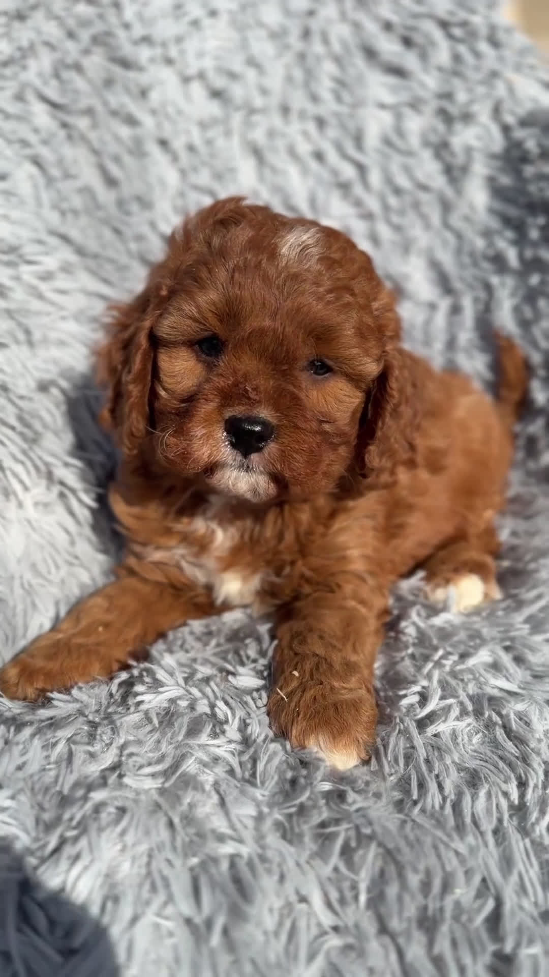 Cavapoo perros en venta: Cavapoo f1 - Video 1