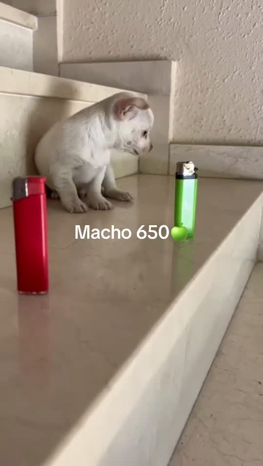Chihuahua perros en venta: Chihuhua macho  - Video 1