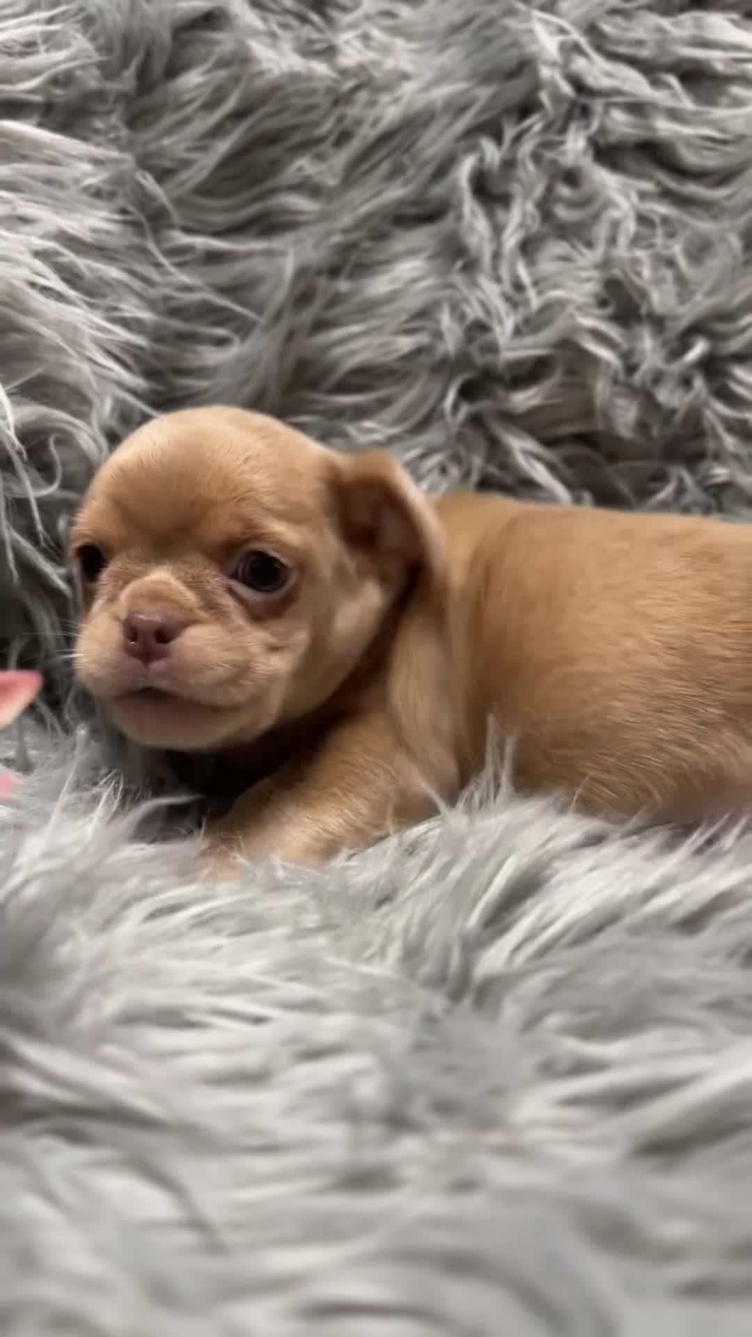 Chihuahua perros en venta: Chihuahua Isabella  - Video 1