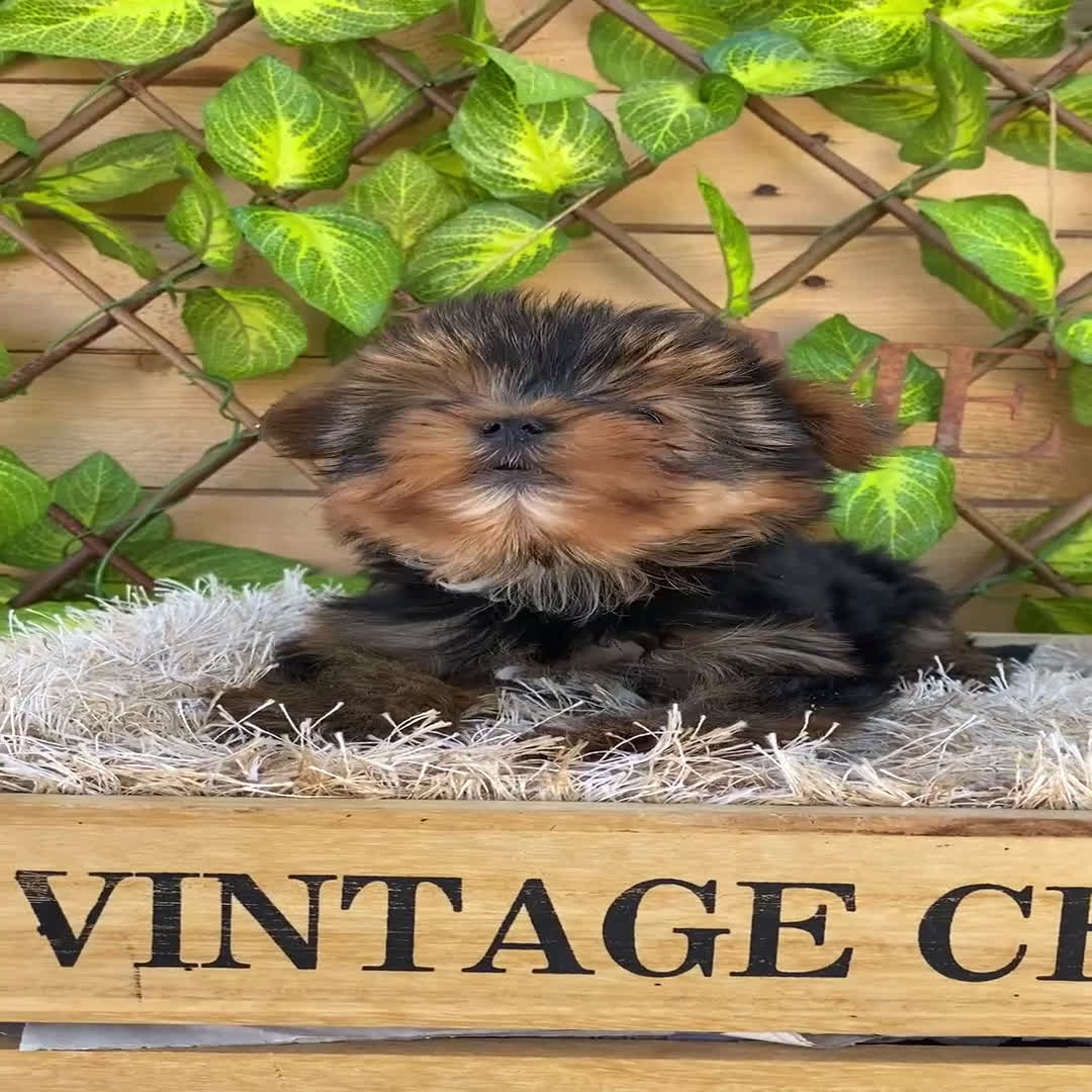 Yorkshire Terrier perros en venta: Camada de Rea - Video 3