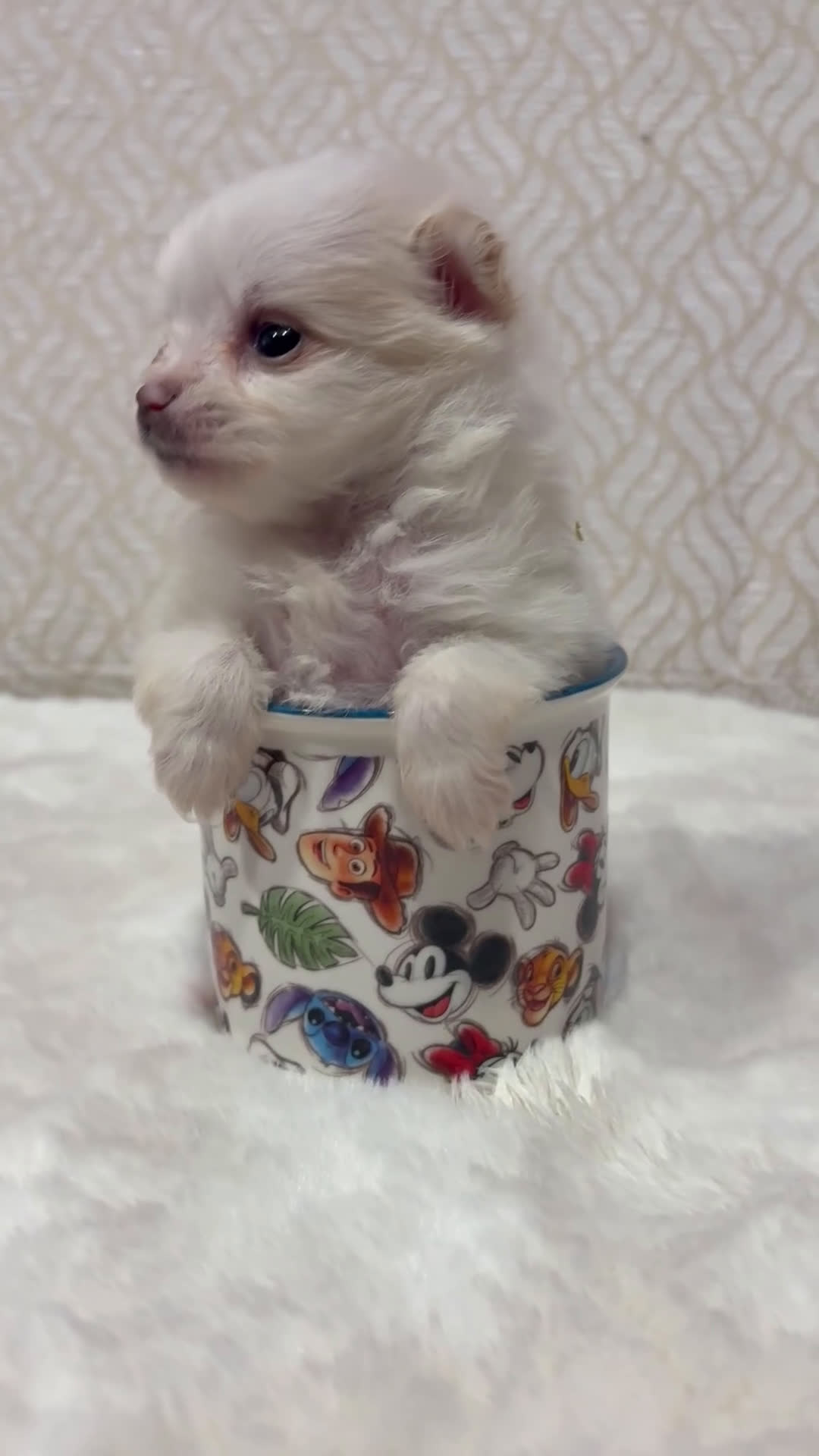 Pomerania perros en venta: Lulu Pomerania Toy hembra naranja blanca  - Video 1