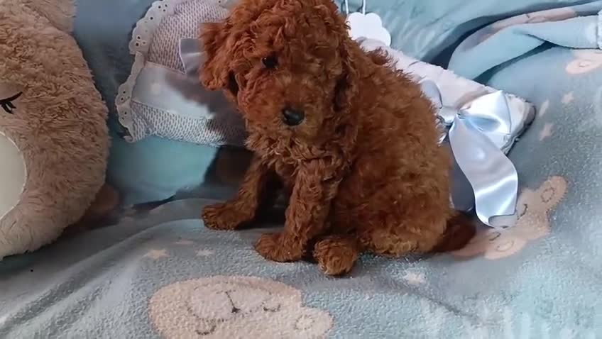 Caniche Toy perros en venta: Últimos cachorritos de caniche - Video 1