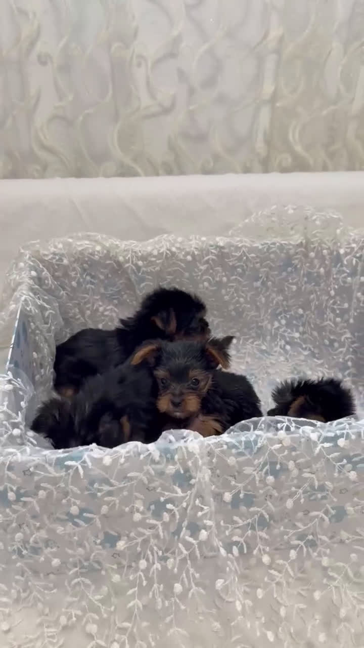 Yorkshire Terrier perros en venta: Yorkshire terrier disponibles!! - Video 1