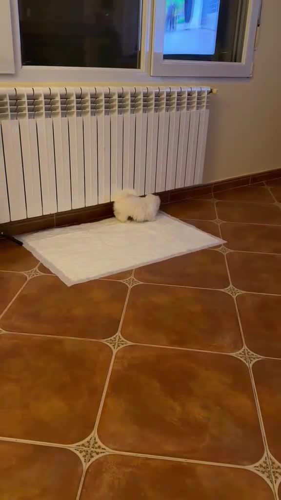 Bichón Maltés perros en venta: Bichon Mates linea coreana - Video 3