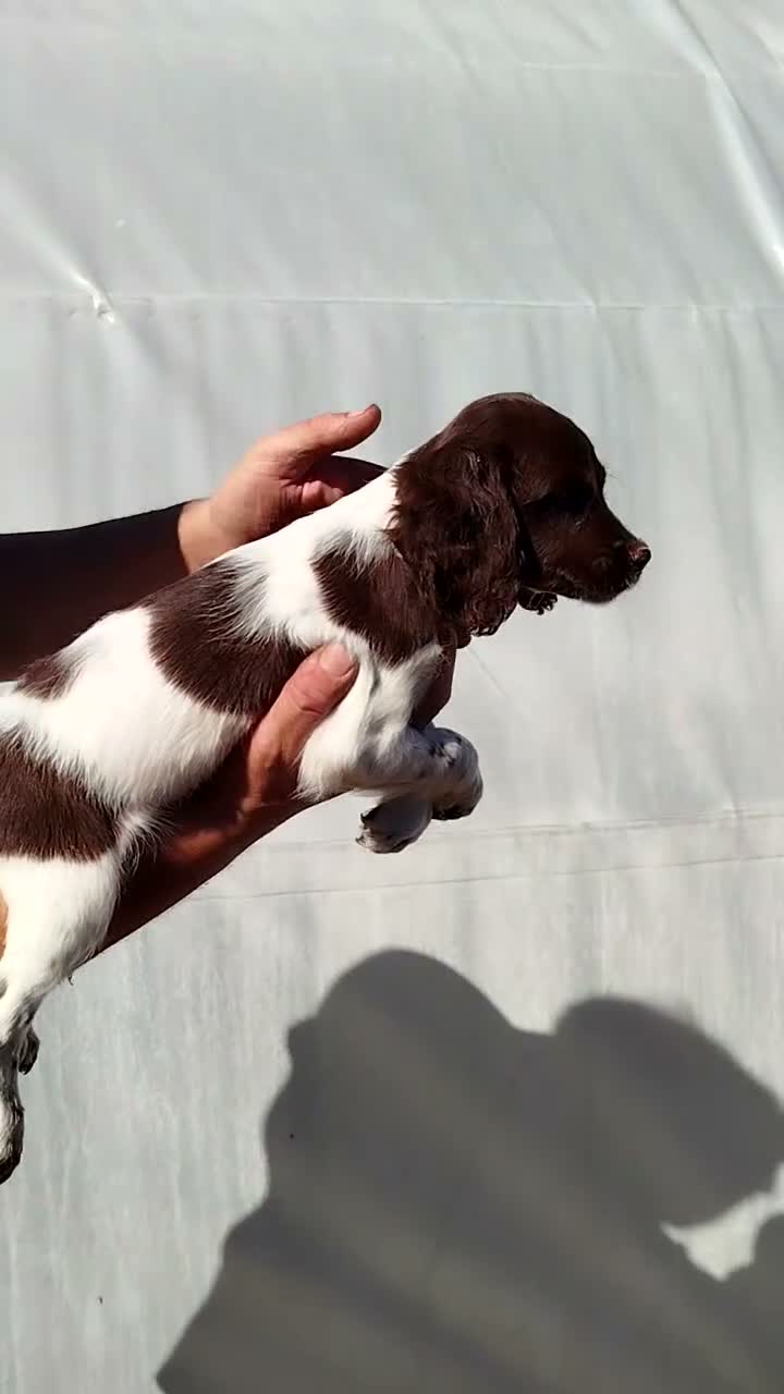 English Springer Spaniel perros en venta: Cachorro SPRINGER  - Video 1