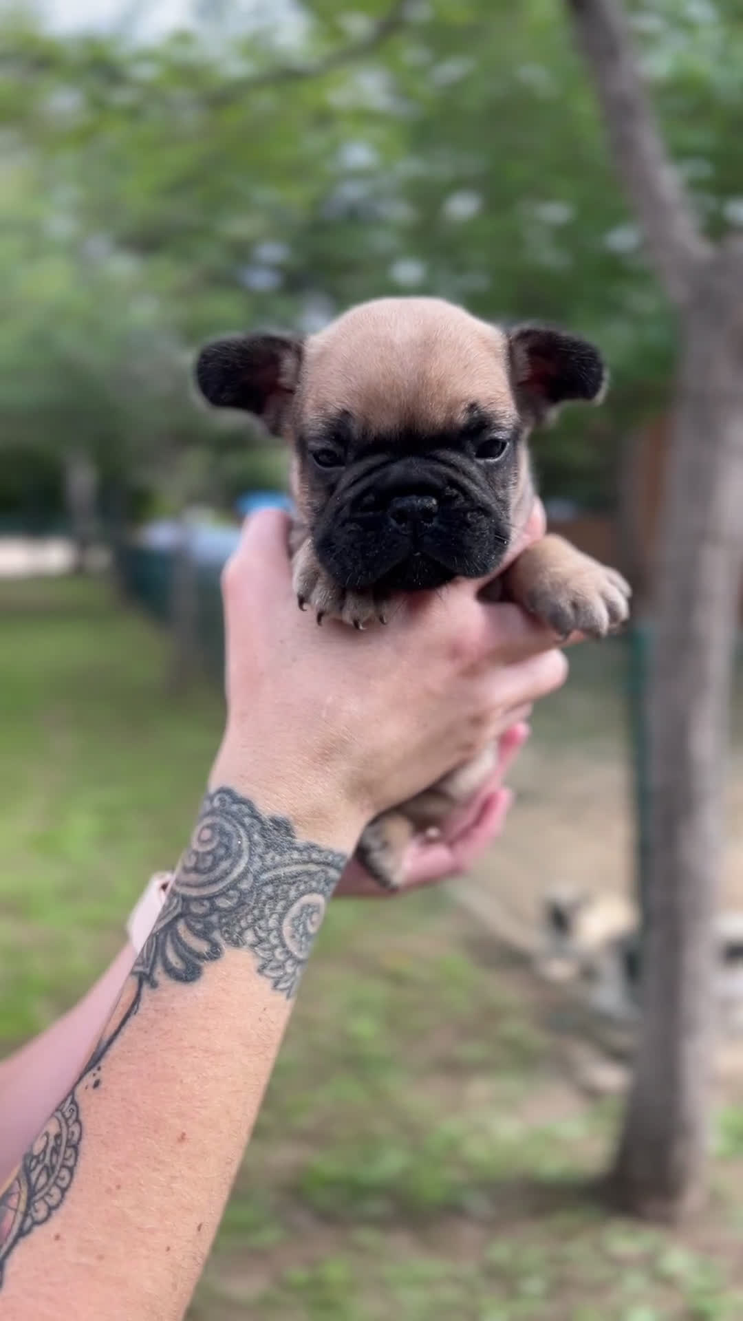 Bulldog Francés perros en venta: Bulldog fawn macho  - Video 1