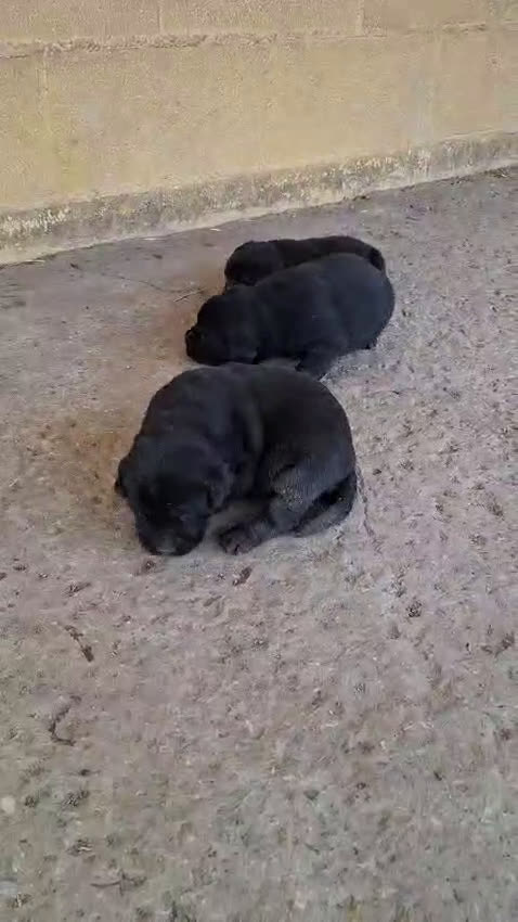 Labrador Retriever perros en venta: LABRADOR  - Video 1