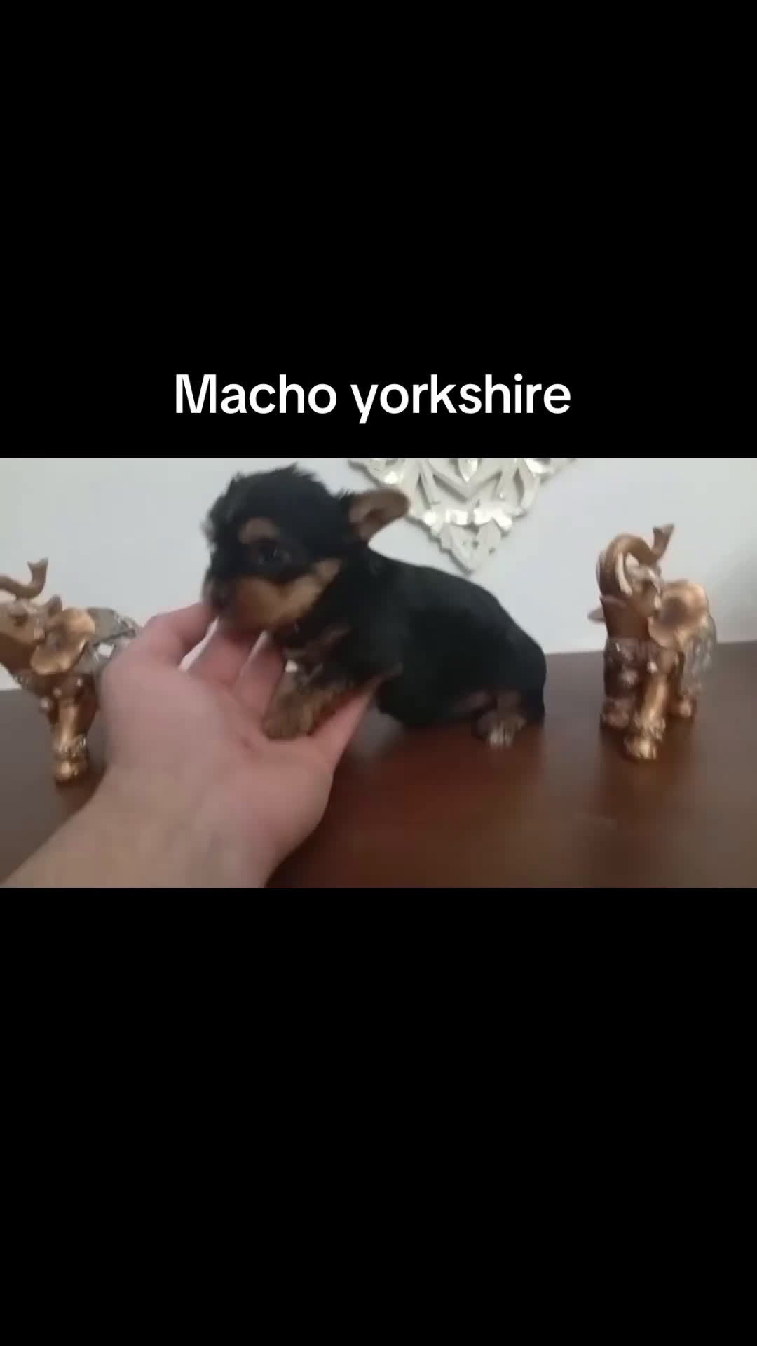 Yorkshire Terrier perros en venta: Yorkshire - Video 1