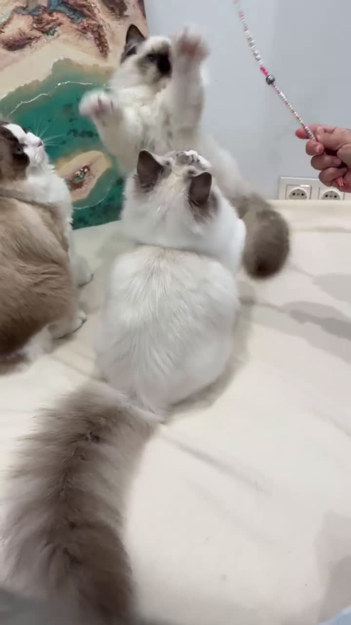 Ragdoll gatos en venta: Gatita Seal Tabby Bicolour - Video 2