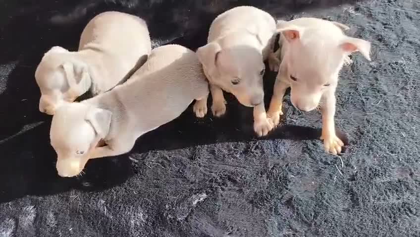 Ratón de Praga perros en venta: RATÓN DE PRAGA - Video 1