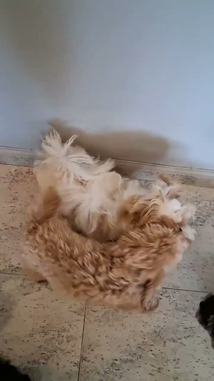 Maltipoo perros en venta: Matipoo Macho - Video 1