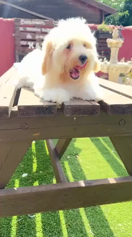 Bichón Maltés perros en venta: Cachorito de maltes de 3 meses - Video 1