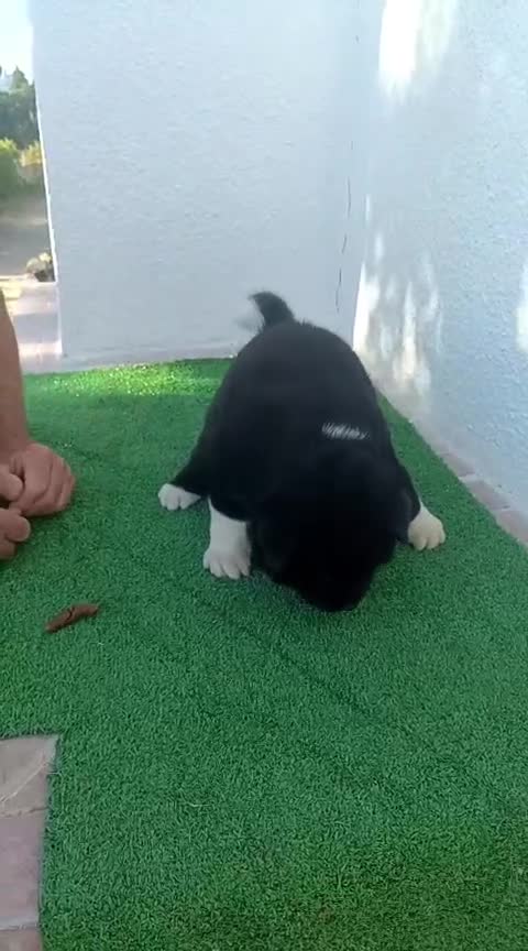 Akita Americano perros en venta: Akita Americano hembra - Video 1