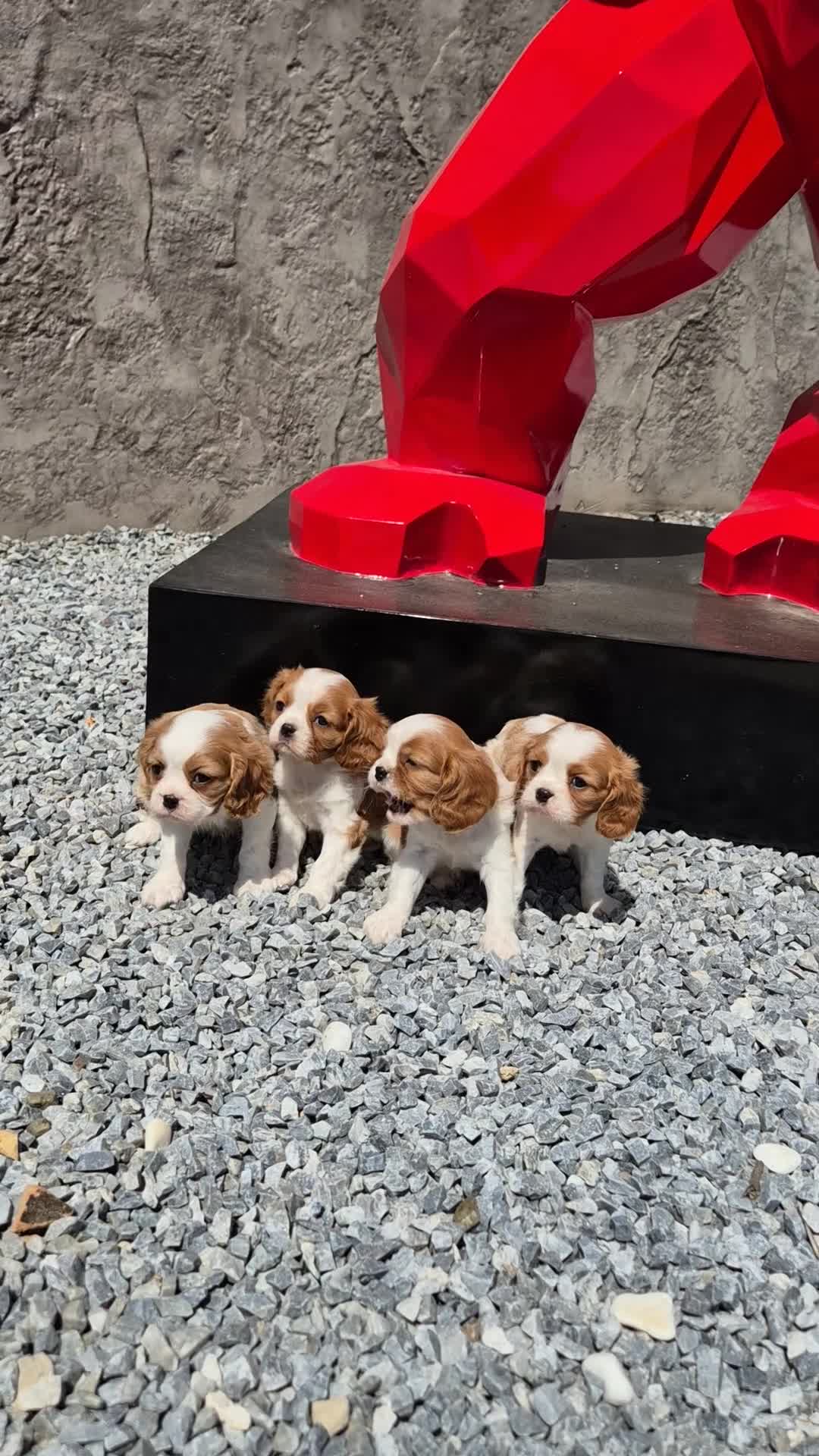 Cavalier King Charles Spaniel perros en venta: Cavalier King Charles  en Girona - Video 2