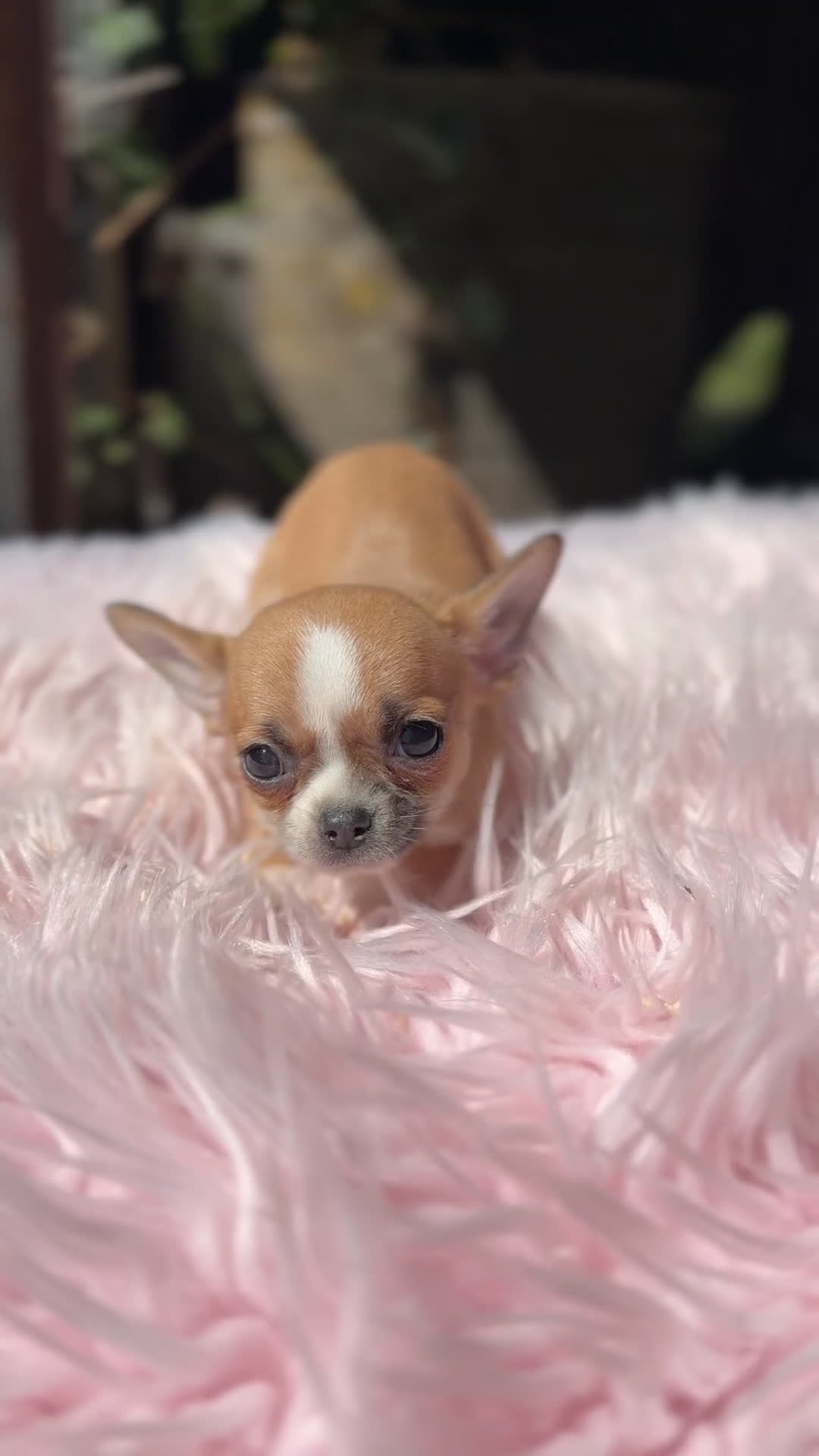 Chihuahua perros en venta: Chihuahua Minitoy  - Video 2