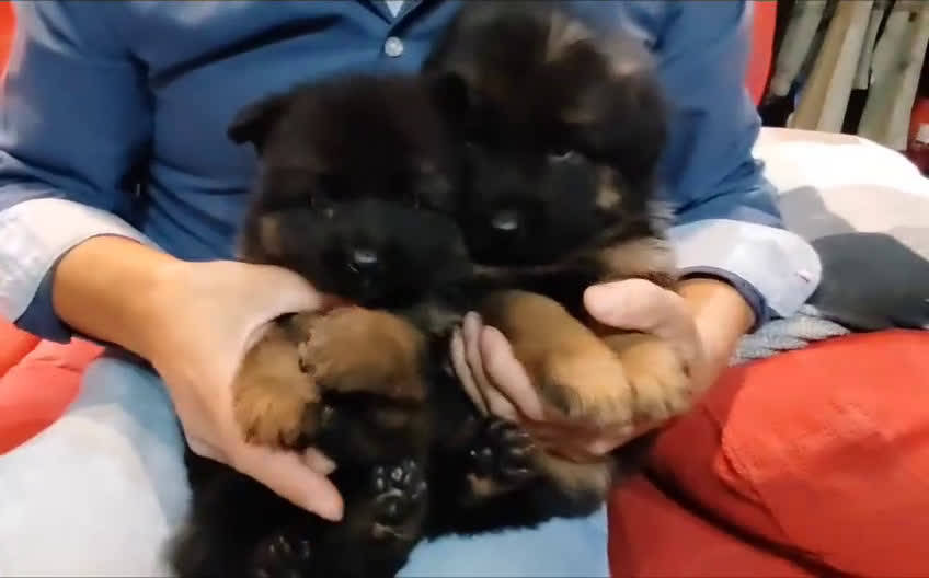 Pastor Alemán perros en venta: Nueva Camada de Pastor manto Negro - Video 3