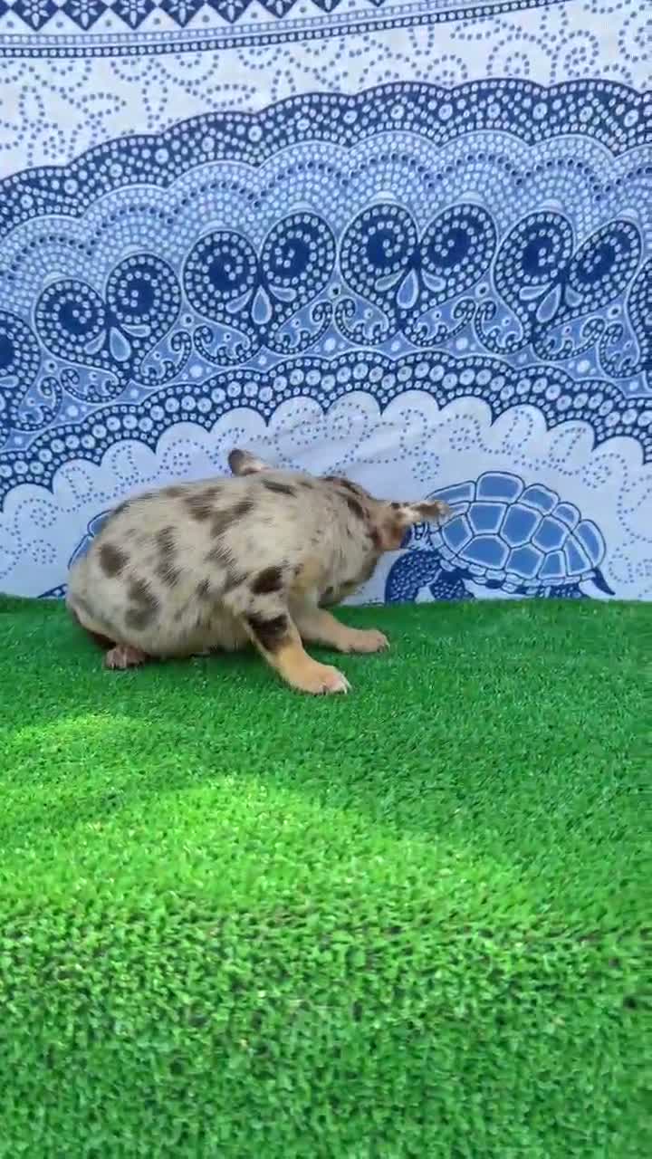 Chihuahua perros en venta: Chihuahua super Toy cabeza manzana Machos  - Video 2