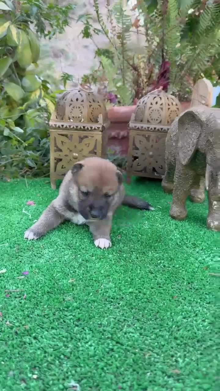 Shiba Inu perros en venta: Shiba inu negros y rojos preciosos  - Video 2